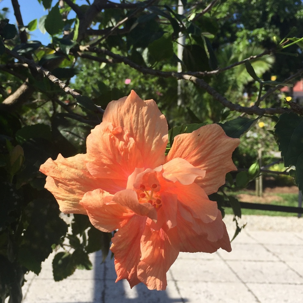 Meet your Posher, Torrey